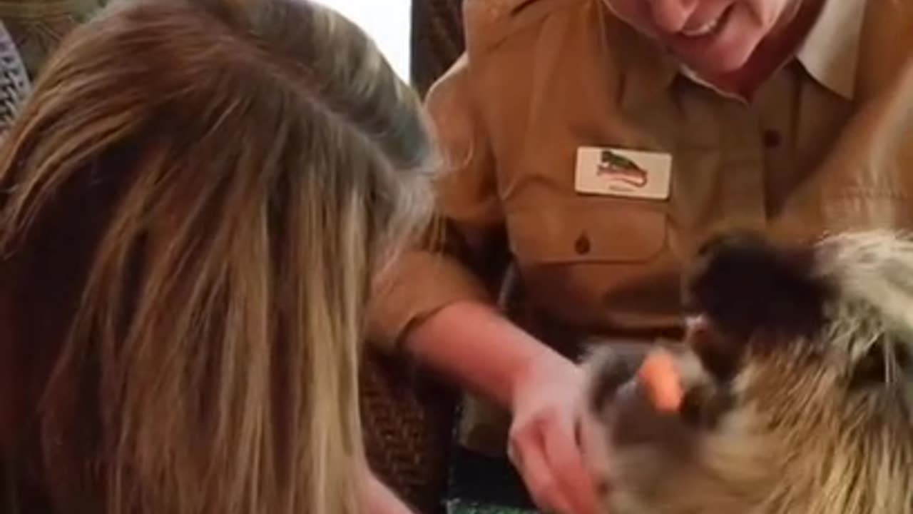 Funny Animal Videos That Are IMPOSSIBLE Not To Laugh At~