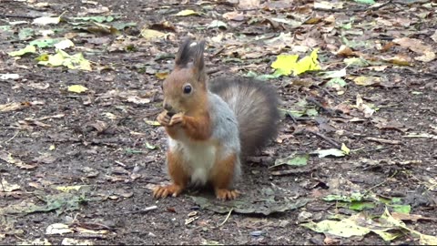 🌰🐿️ How Squirrels Accidentally Plant Thousands of Trees! 🌳 #squirrel #how squirrels plant trees