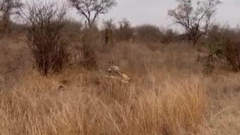 🤣🦒 You Won't Believe This Graceful Giraffe Moment! | FunFM