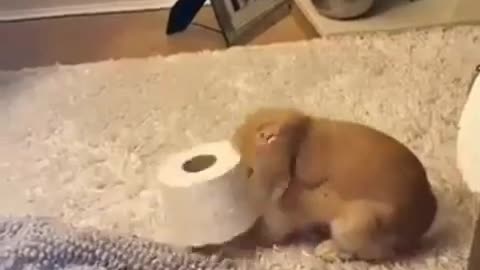 😂🐰 Don't Mess with This Angry Rabbit! | FunFM