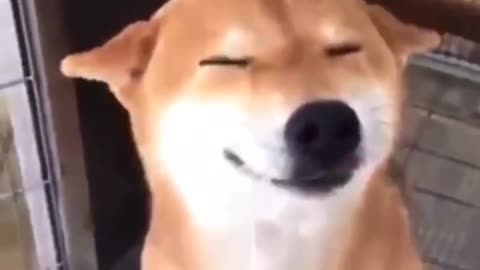 new funny animals best moments 21