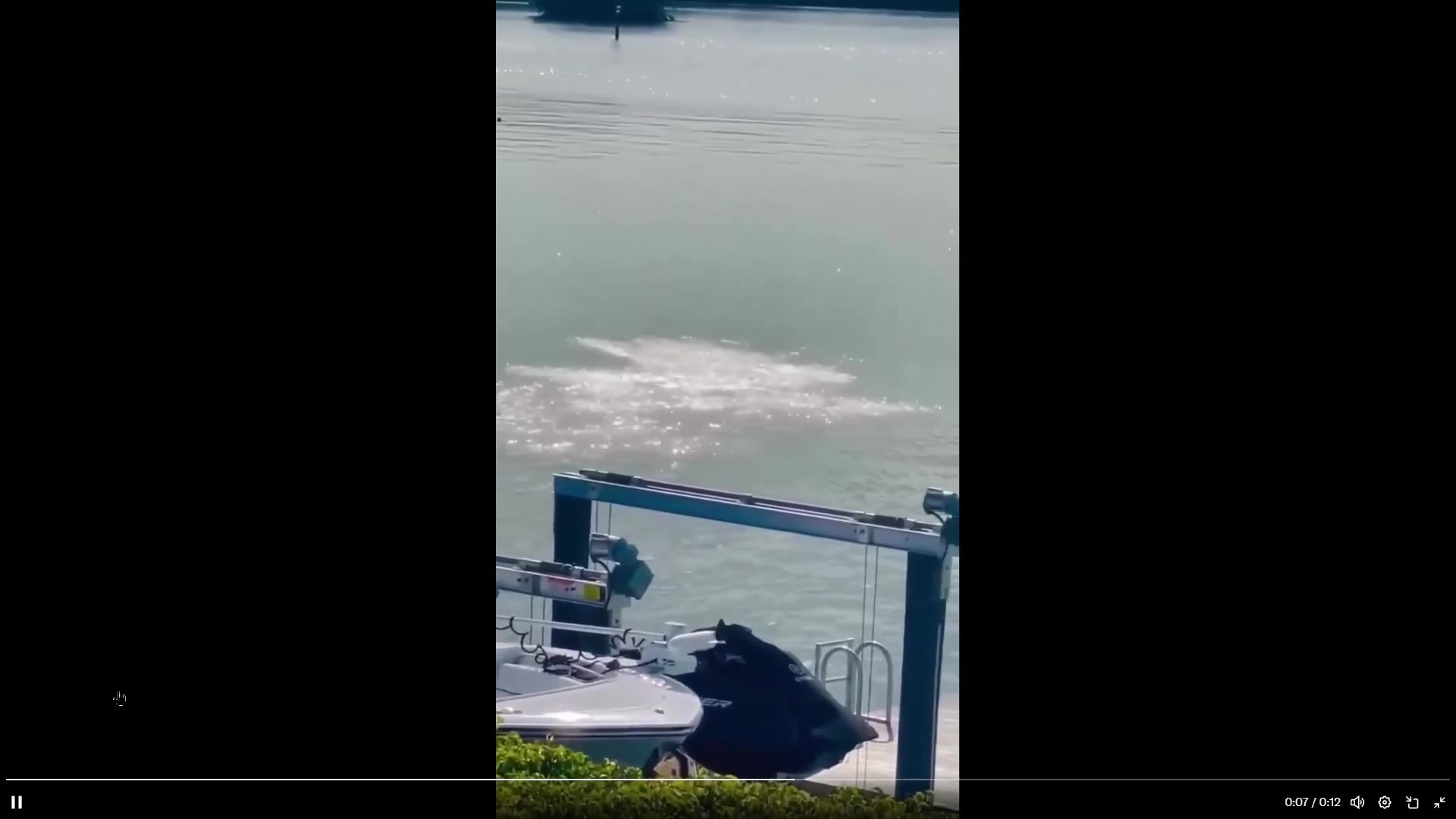 Dolphins are the dogs of the water, just smarter. Watch this one play catch w/fish