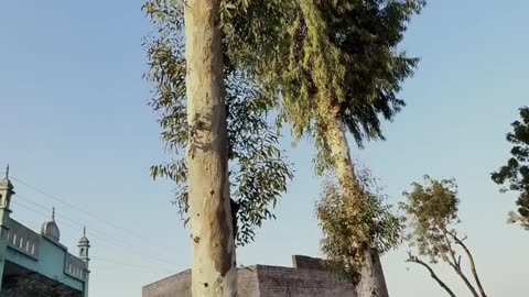My Village ❤ Beautiful ❤ #maxrecords #villagelife #larkana #sindh #pakistan