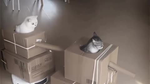 Cats characters