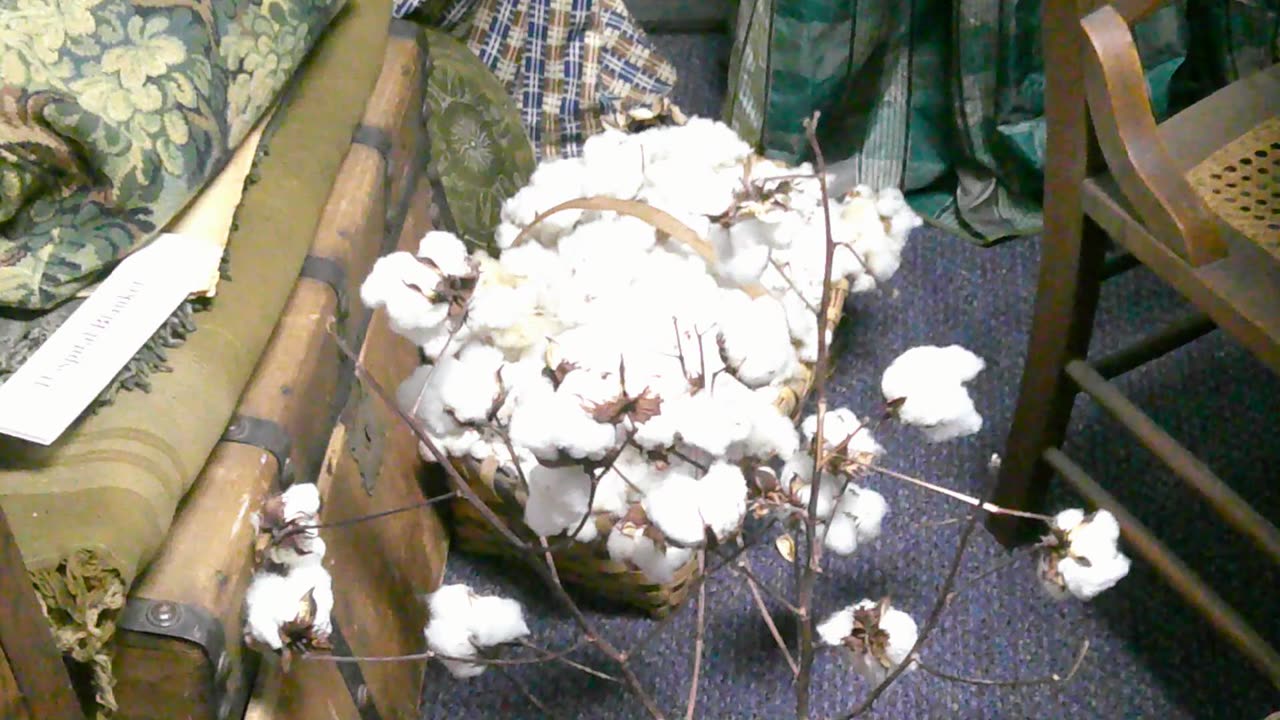 Zoom in on some Cotton