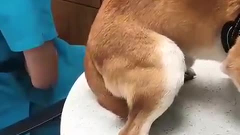 Breaking: Dogs reaction to being frightened #haha #funny #funnyvideo #dog
