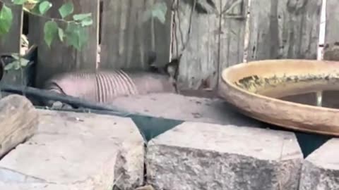 🐢😂 You Won't Believe This Swimming Armadillo! | FunFM