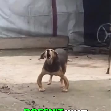 🐶😂 Hilarious Pet Antics Compilation | Try Not to Laugh! 🎬