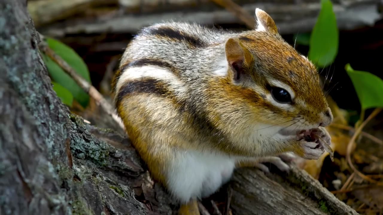 The Squirrel and The Cat