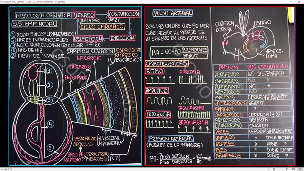 SAVIA REGULAR 2025 | Semana 06 | Anatomía