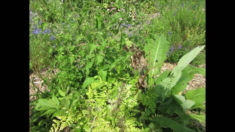 Sweet Smelling Sweet Cicely July 2024