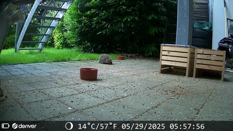 Hedgehog's little snack before bedtime - Igel, kleiner Snack vor dem Schlafen