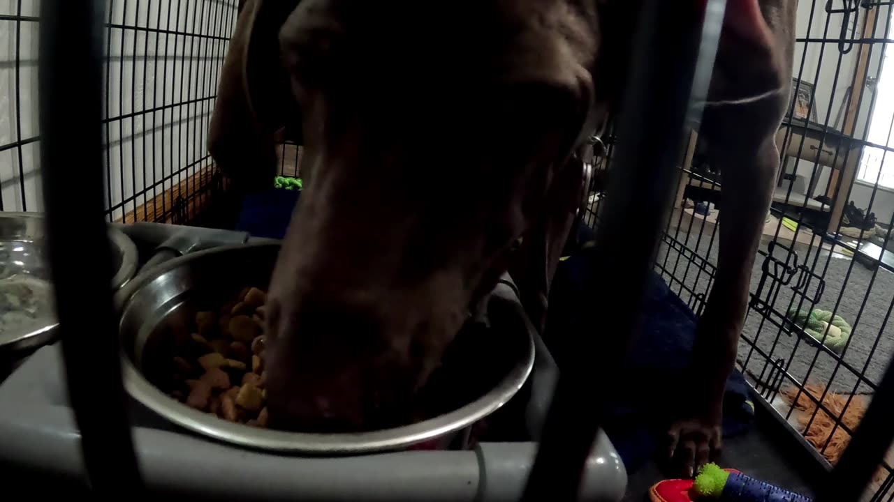 Stevie Jane 5000 eats lunch