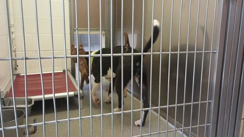 Nala-tan 3y A818292 Bristol-laing down 1y A863539 kennel 222 harrys haven PACC shelter20250620_871