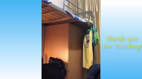 Top Funny Cat Videos of The Weekly - TRY NOT TO LAUGH #17 _ Pets Garden
