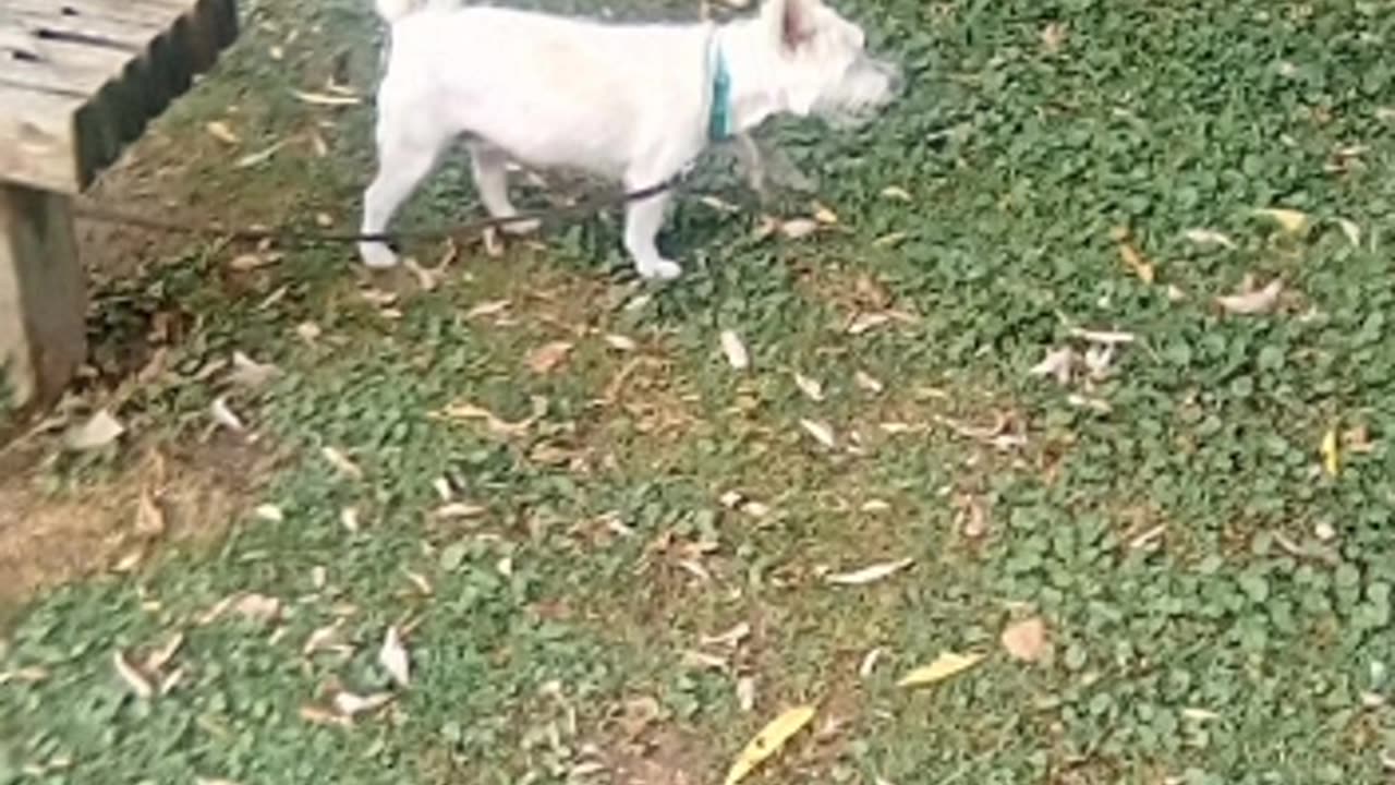 dog