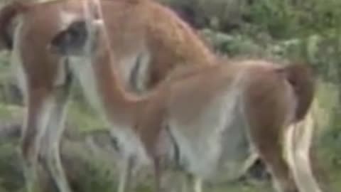 guanaco