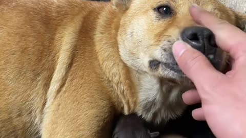 Dog mom： You're playing with my kids again.