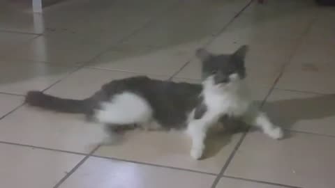 Pointless Pet Video: Meow (July 13, 2017)