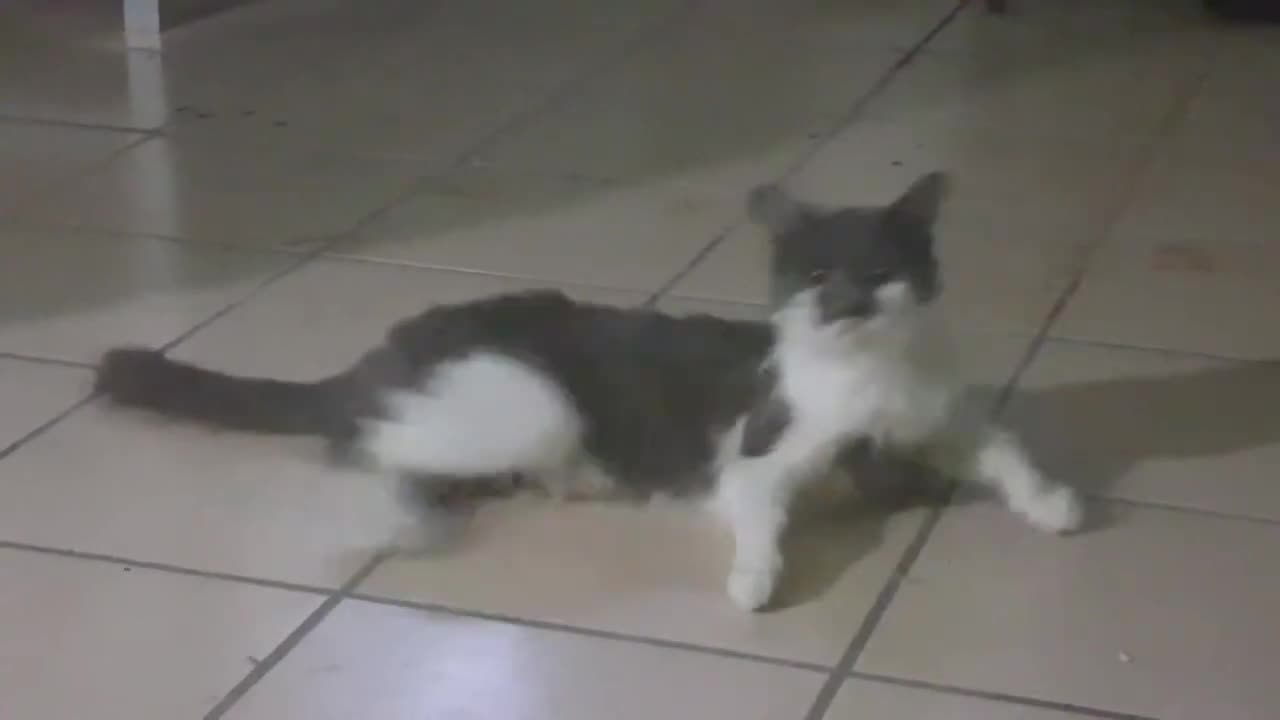 Pointless Pet Video: Meow (July 13, 2017)