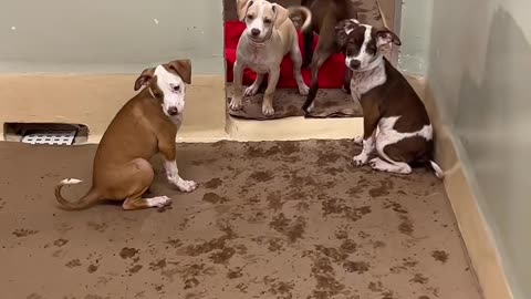 Talking a look at the portland oregon humane society adoption center