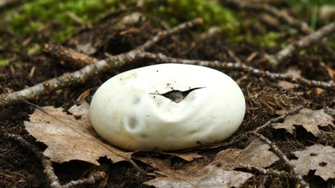 THE BIRTH OF A SNAKE