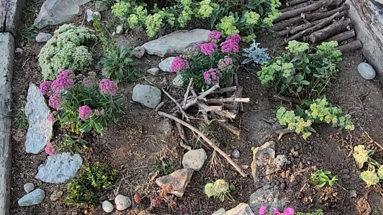 "Sun setting on some Sedum is a sensational sign of smooth sailing."