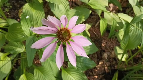 Purple Coneflower