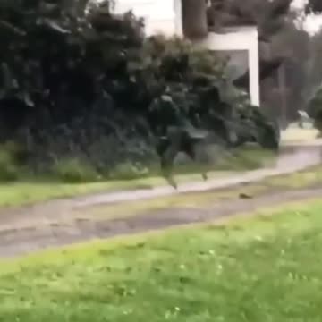 Furry Friends in Action—Nonstop Cute & Funny Moments! 🎭🐾