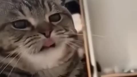 Funny cat fails