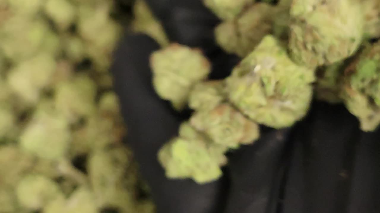 Blueberry Muffin THCA Flower