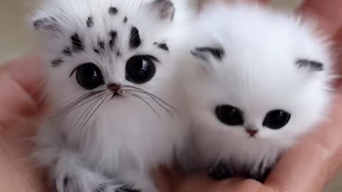 God’s Beautiful Creation – Two Adorable Puppies! / Doi Puișori Drăgălași – Ce a Creat Dumnezeu! 🙏