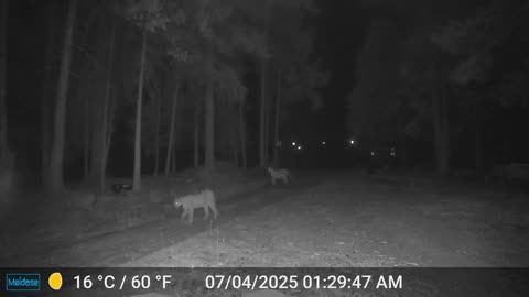 3 Mountain Lions
