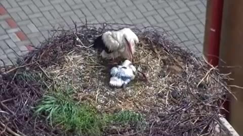 Protecting the young from hail
