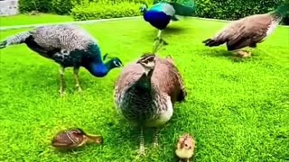 Cute Birds Funny Birds Animals of the Amazon