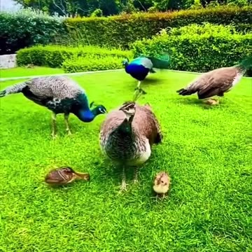 Cute Birds Funny Birds Animals of the Amazon