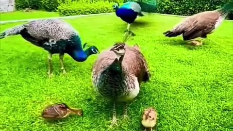 Cute Birds Funny Birds Animals of the Amazon