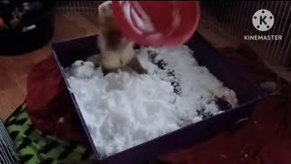 Flashback to Romeo's first snow!!