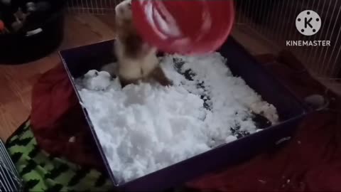 Flashback to Romeo's first snow!!