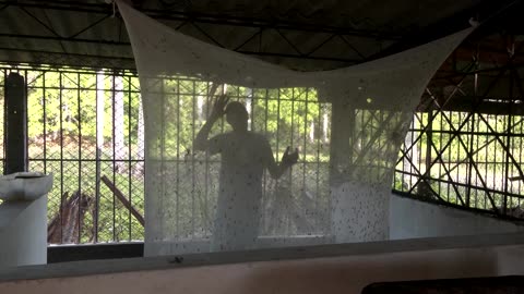 This former Cuban doctor breeds flies for fish feed