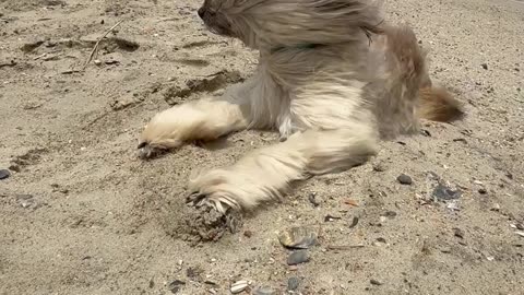 Three-Legged Dog in 40mph Winds - Tropical Storm Chantal