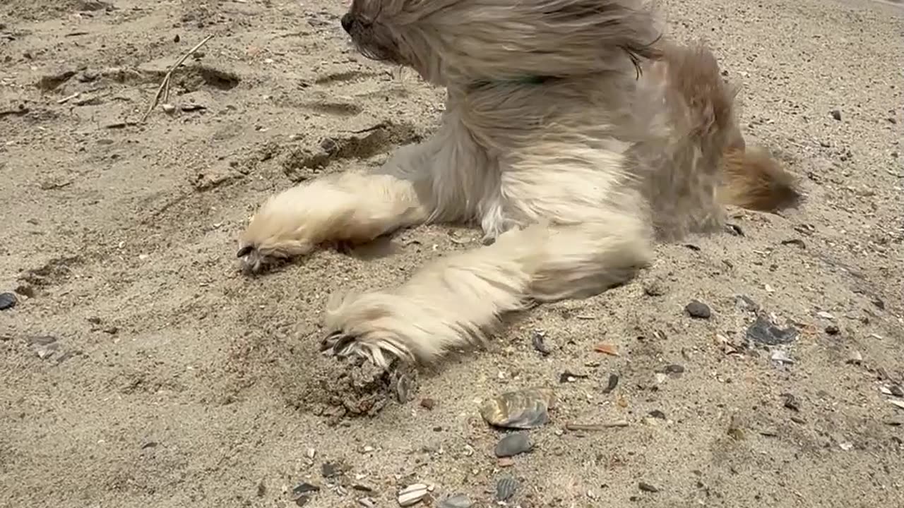 Three-Legged Dog in 40mph Winds - Tropical Storm Chantal