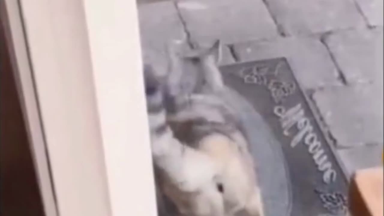 abre-la-puerta_star-pet