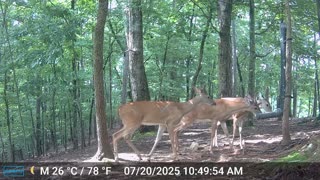 The Woods – 07/21/2025
