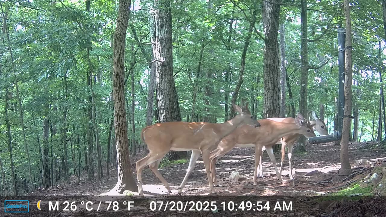 The Woods – 07/21/2025