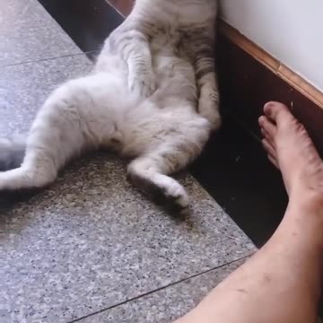 🐱😂 Funny Cat in the Most Adorable Position – Must Watch!
