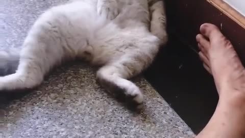 🐱😂 Funny Cat in the Most Adorable Position – Must Watch!