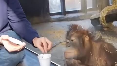 Funny monkey