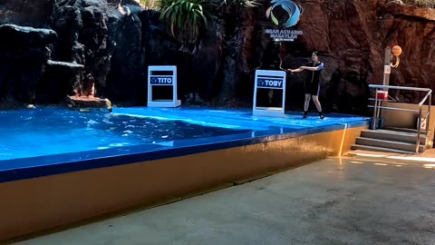 Sea Lion Performing at an Aquarium in Mazatlan Mexico