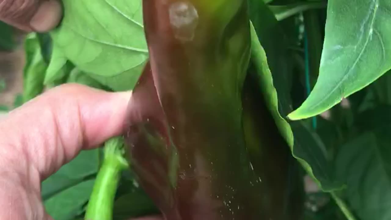 capia pepper fruits that are not yet fully fried